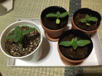 植物観察はじめました「ひまわり編③」( ´•̥̥̥ω•̥̥̥` )