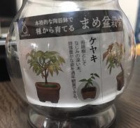 植物観察はじめました「ケヤキ編②」